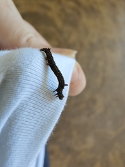 Antictenia punctunculus