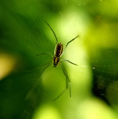 Trichonephila clavipes
