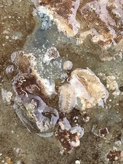 Leptoplanoidea