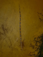 Oxyrhopus guibei