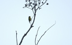 Chlorodrepanis flava