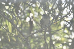Chlorodrepanis flava