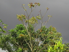 Pseudobombax munguba