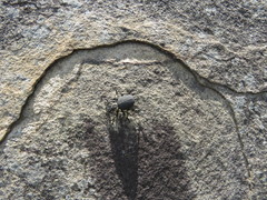 Brachycerus congestus