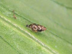 Tornatellinops