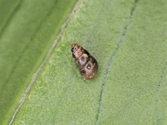 Tornatellinops