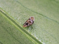 Tornatellinops