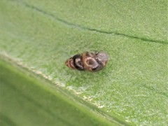 Tornatellinops