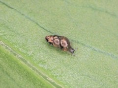 Tornatellinops