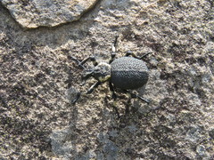 Brachycerus congestus