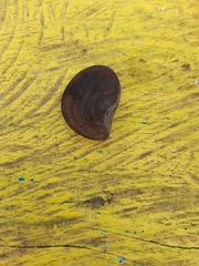 Isognomon