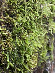 Sciuro-hypnum plumosum