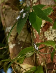Molchina compressicornis