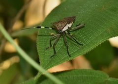 Molchina compressicornis
