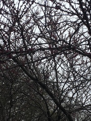 Cercis canadensis