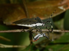 Molchina compressicornis