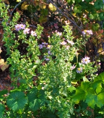 Symphyotrichum elliottii