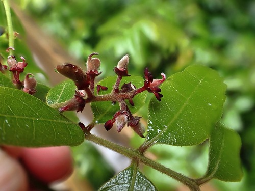 Alectryon excelsus
