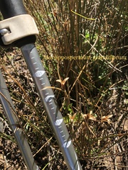 Marsippospermum grandiflorum