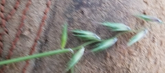 Bouteloua rigidiseta