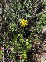 Ranunculus peduncularis