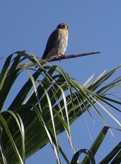 Falco sparverius