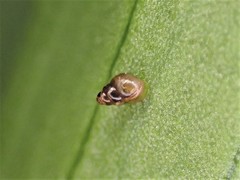 Tornatellinops