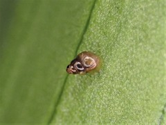 Tornatellinops