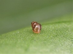Tornatellinops