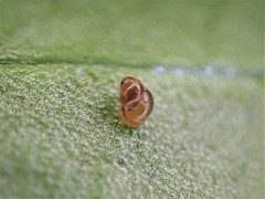 Tornatellinops