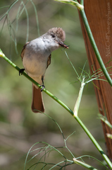 Ash-Throated Flycatcher photo 5