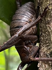 Deinacrida heteracantha