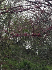 Cercis canadensis
