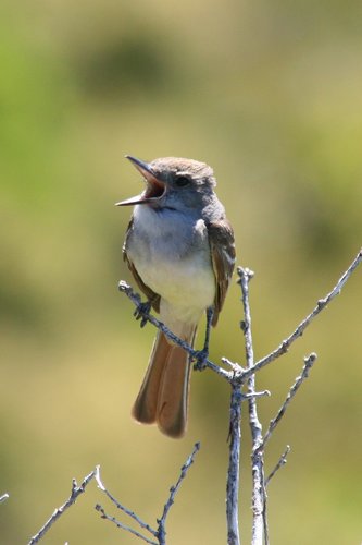 Ash-throated Flycatcher, photo 6 of 10