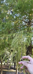 Taxodium distichum