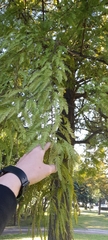 Taxodium distichum