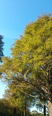 Taxodium distichum