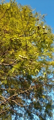 Taxodium distichum