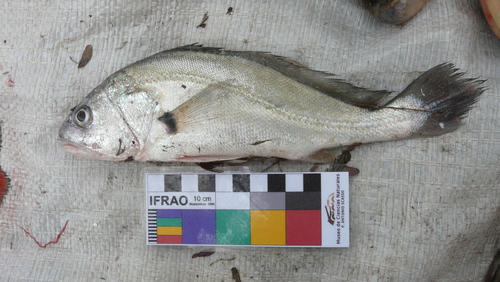 Ternetz's croaker (Plagioscion ternetzi) — Sciaenidae — 5