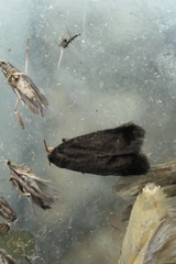 Lecithocera micromela