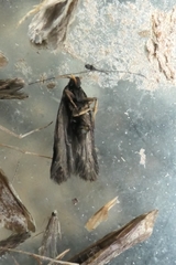 Lecithocera micromela