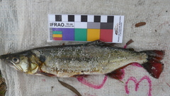 Acestrorhynchus pantaneiro