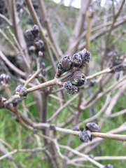 Magnoliopsida