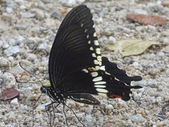 Papilio polytes romulus