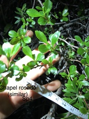 Escalloniales