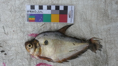 Roeboides microlepis