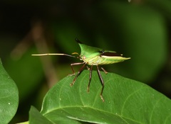 Edessa elaphus