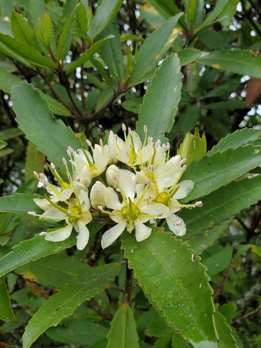 Strasburgeriaceae