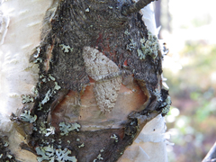 Xanthorhoe annotinata