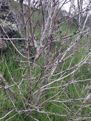 Magnoliopsida